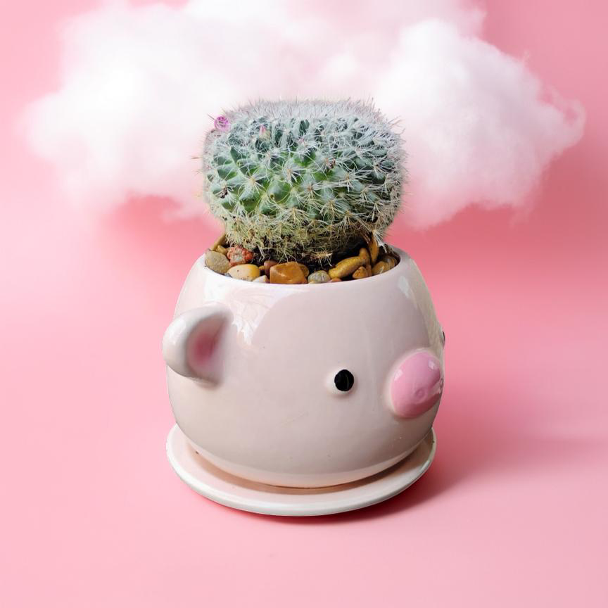 Prickly Pig Planter - Image 3