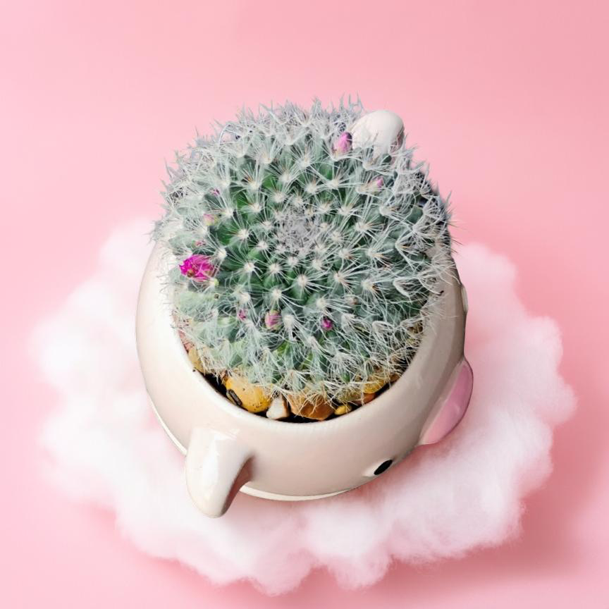 Prickly Pig Planter - Image 2