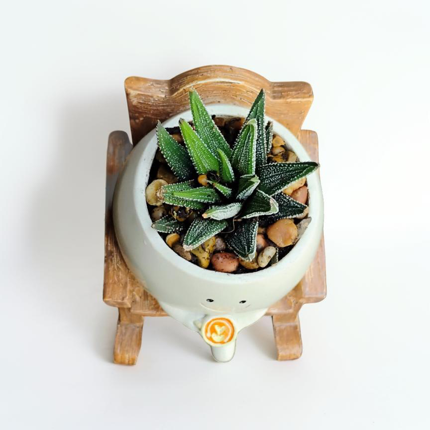 Sip & Sprout - Image 2