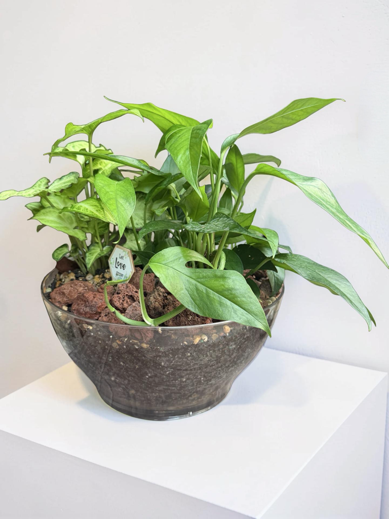 Serenity Dish Garden Bowl - Image 3