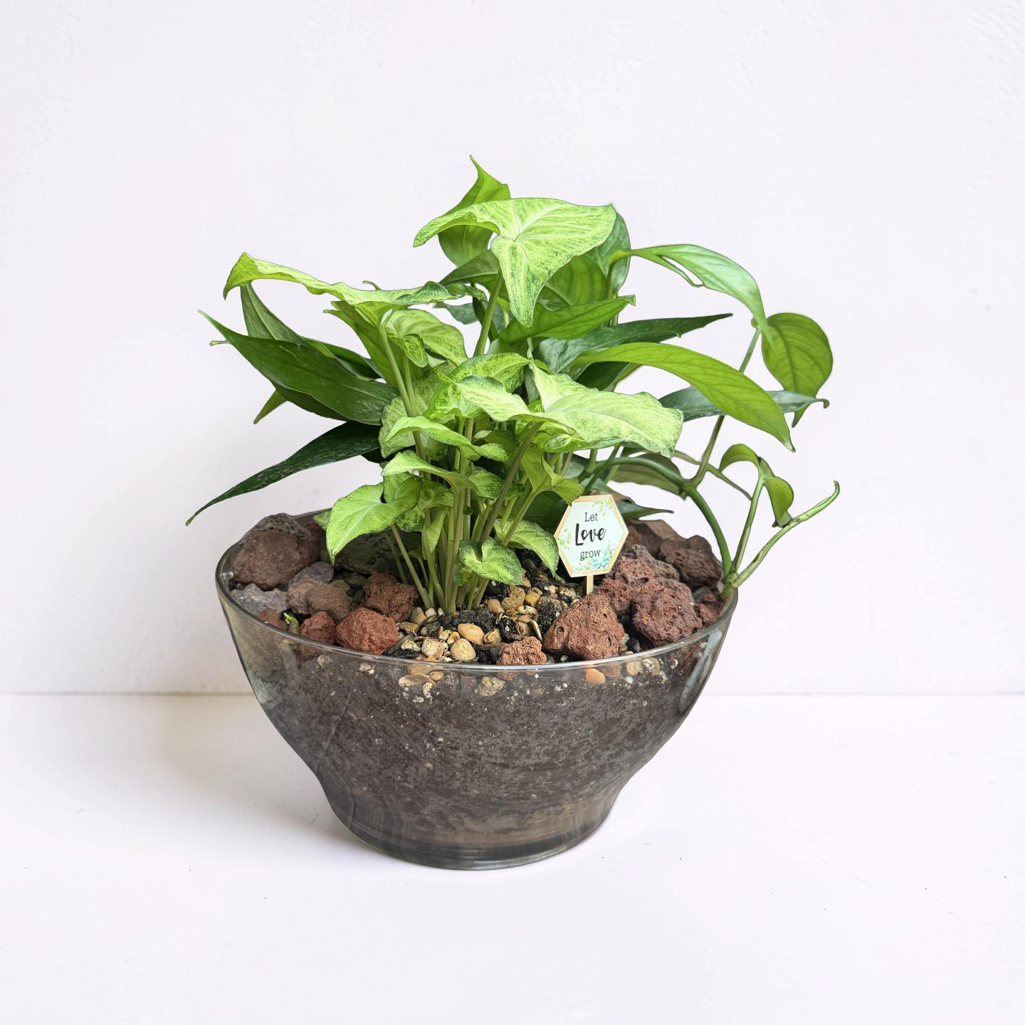 Serenity Dish Garden Bowl - Image 4