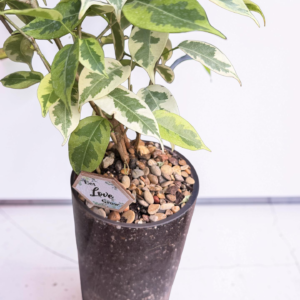 Ivory Emerald Ficus
