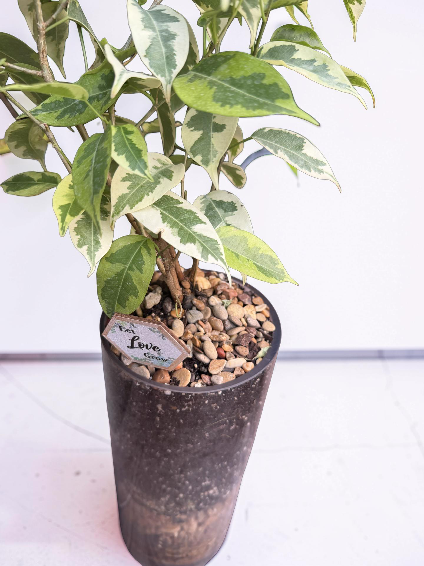 Ivory Emerald Ficus