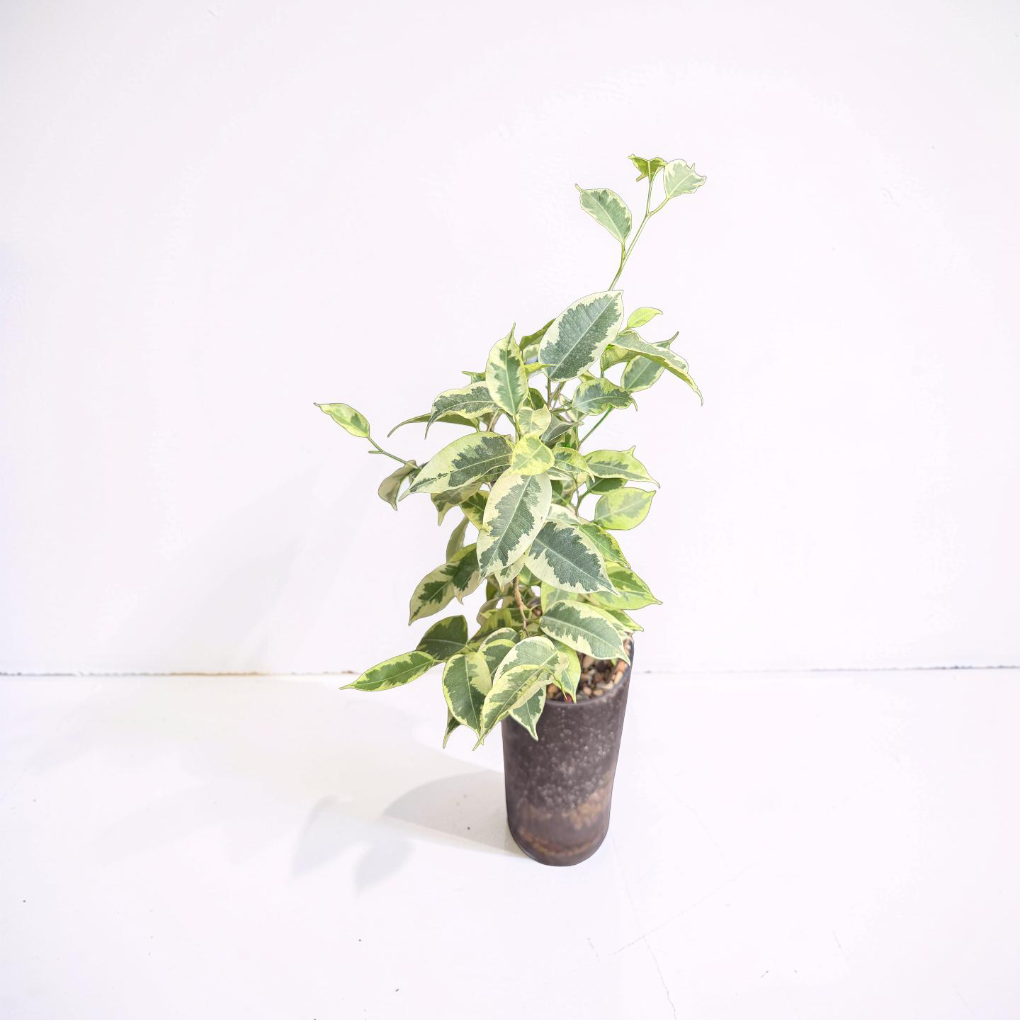 Ivory Emerald Ficus - Image 3