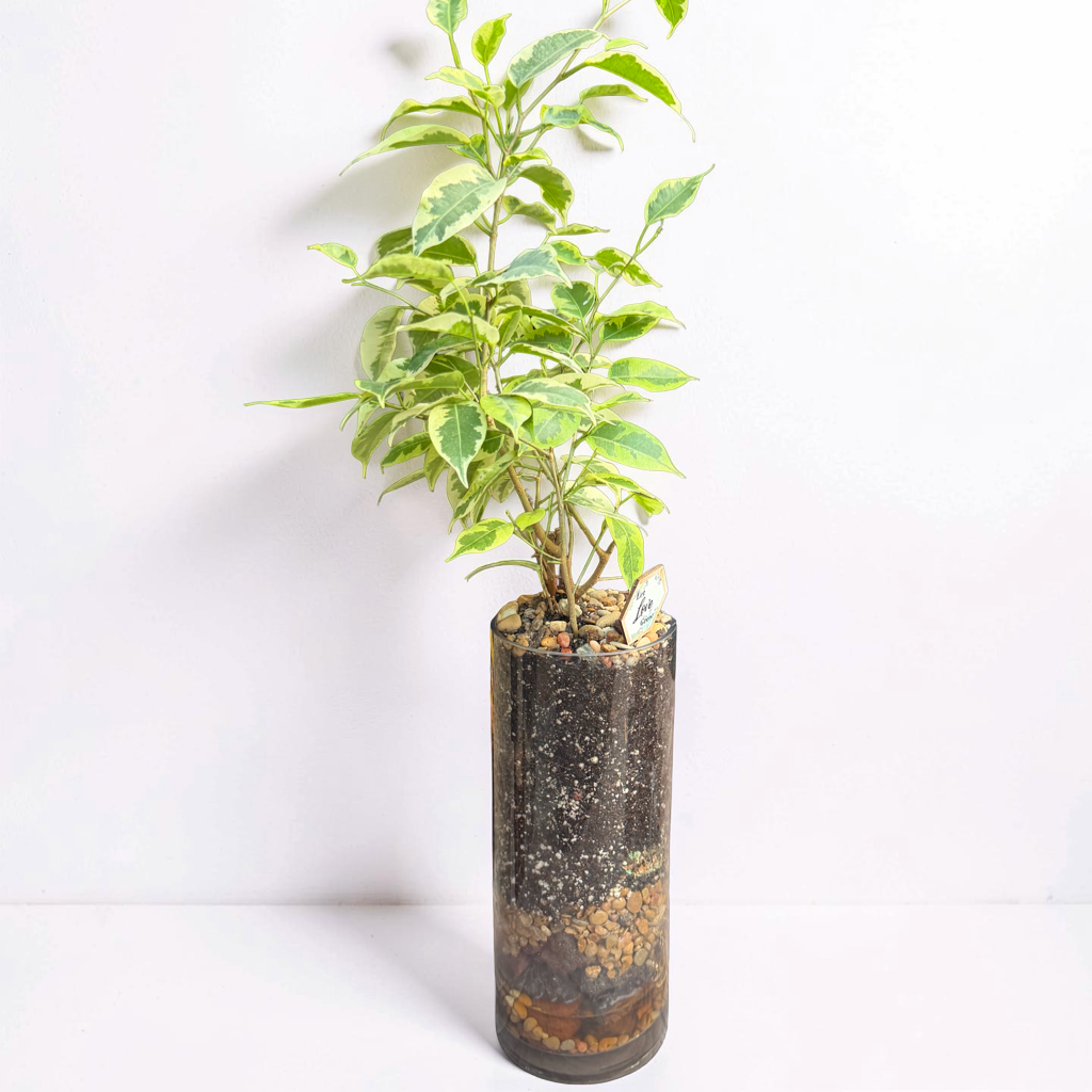 Ivory Emerald Ficus - Image 2
