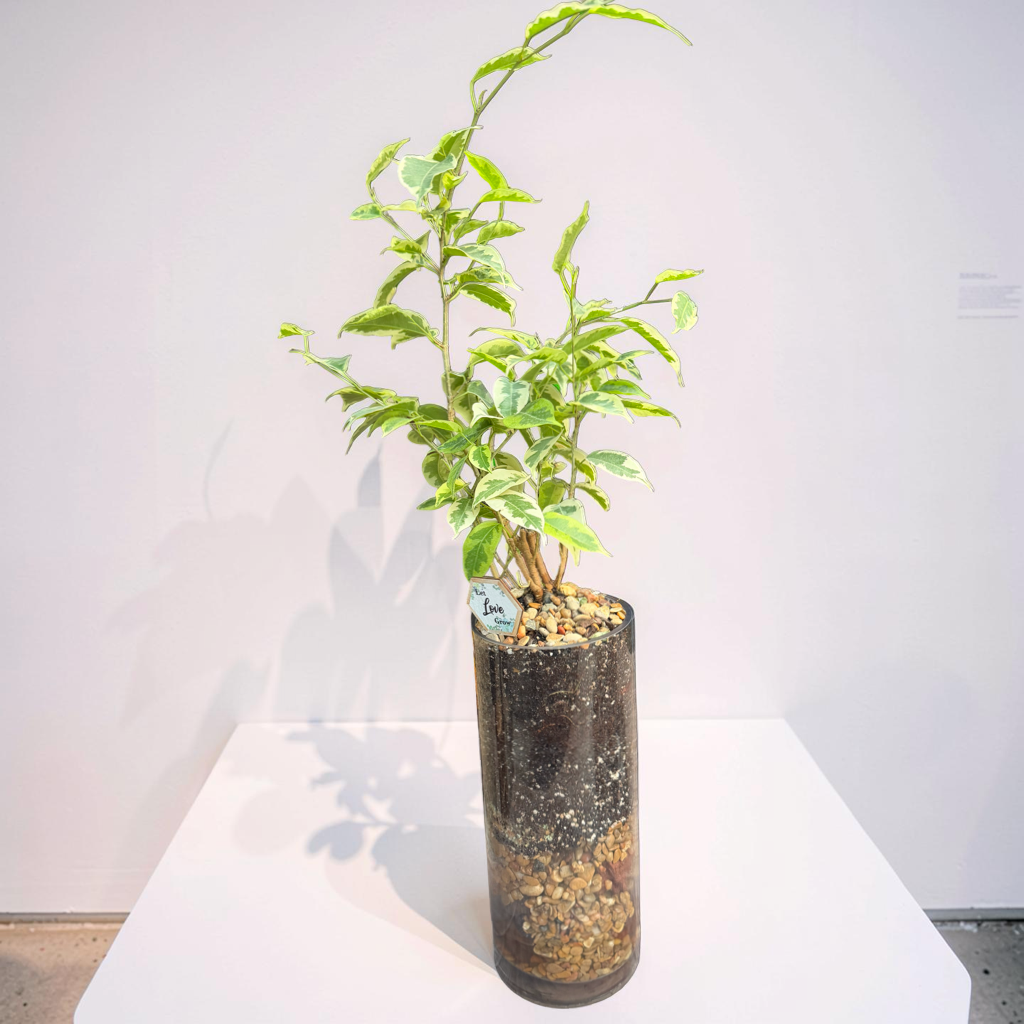 Ivory Emerald Ficus - Image 4