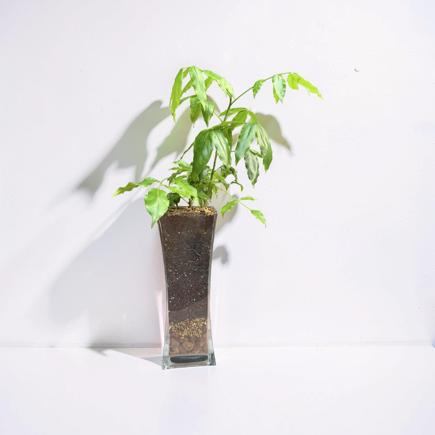 Emerald Fortune Plant - Image 2