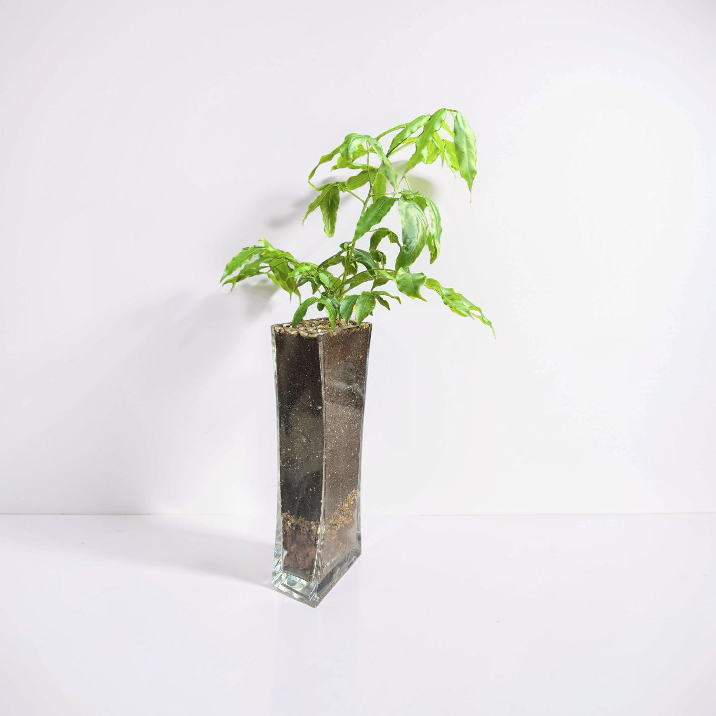 Emerald Fortune Plant - Image 3