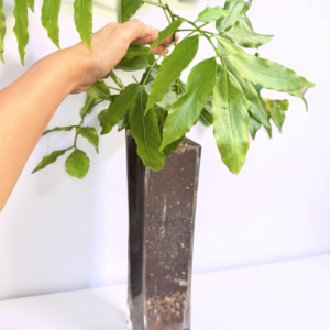 Emerald Fortune Plant