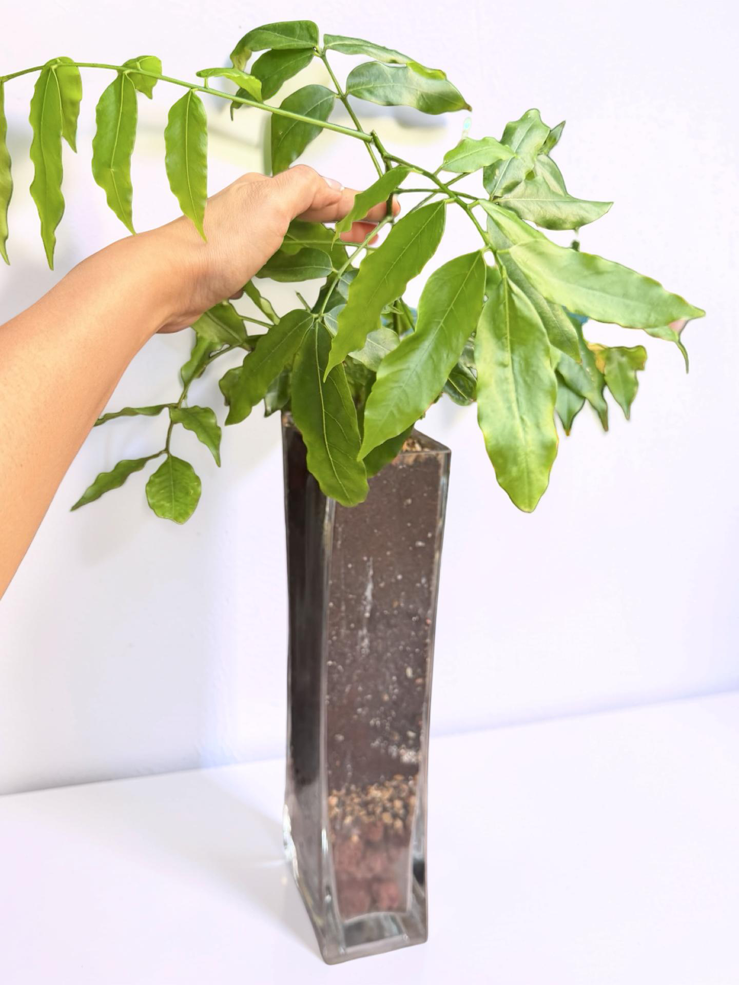 Emerald Fortune Plant