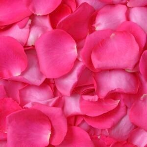 Fresh Rose Petals