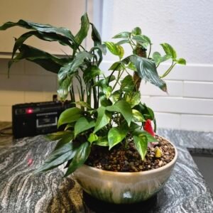 Garden Oasis